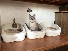 辰巳出版株式会社のプレスリリース画像4