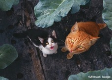 辰巳出版株式会社のプレスリリース画像2