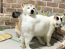 辰巳出版株式会社のプレスリリース画像2