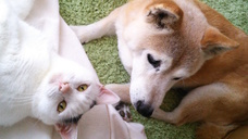 辰巳出版株式会社のプレスリリース画像5