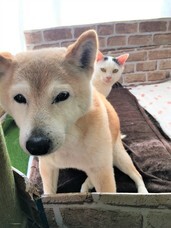 辰巳出版株式会社のプレスリリース画像6