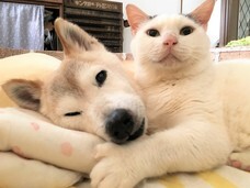 辰巳出版株式会社のプレスリリース画像7