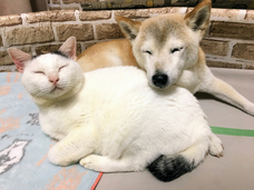 辰巳出版株式会社のプレスリリース画像2