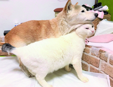 辰巳出版株式会社のプレスリリース画像9