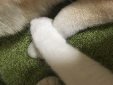 辰巳出版株式会社のプレスリリース画像5