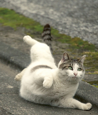 辰巳出版株式会社のプレスリリース画像2