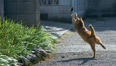辰巳出版株式会社のプレスリリース画像4