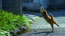 辰巳出版株式会社のプレスリリース画像3