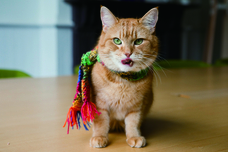 辰巳出版株式会社のプレスリリース画像3