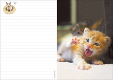 辰巳出版株式会社のプレスリリース画像7