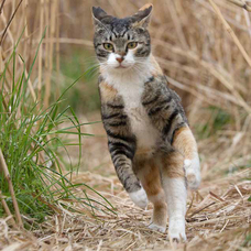 辰巳出版株式会社のプレスリリース画像4