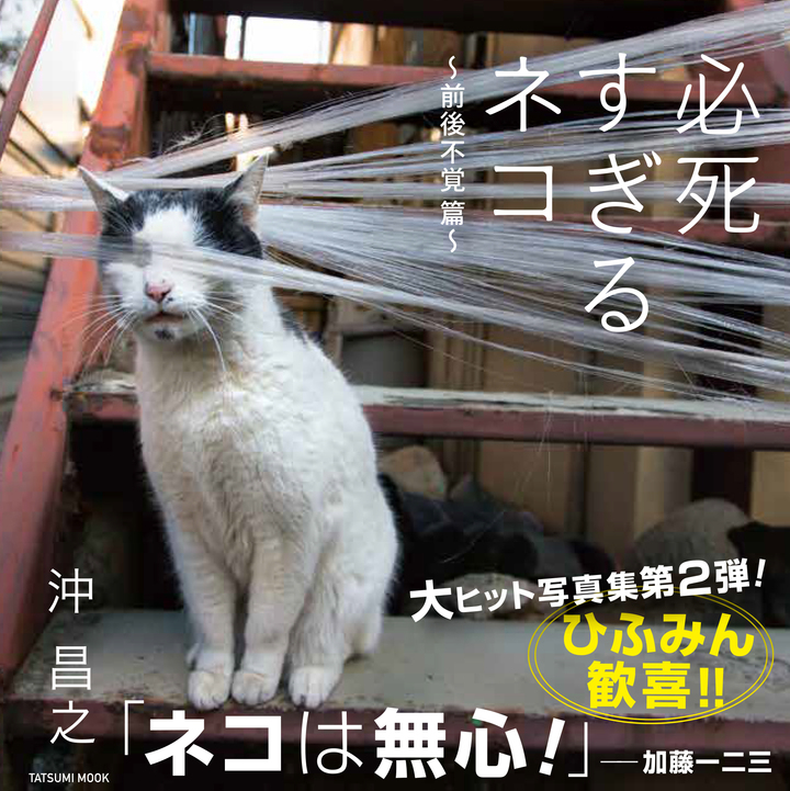 5万部突破の猫写真集 必死すぎるネコ の第2弾 必死すぎるネコ 前後不覚 篇 が9 24発売 大反響につき発売前に緊急重版が決定しました 辰巳出版株式会社のプレスリリース 5万部突破の猫写真集 必死すぎるネコ の第2弾 必死すぎるネコ 前後不覚 篇 が9 24発売 大反響につき発売前に緊急重版が決定しました 辰巳出版株式会社のプレスリリース