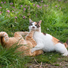 辰巳出版株式会社のプレスリリース画像4