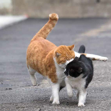 辰巳出版株式会社のプレスリリース画像5