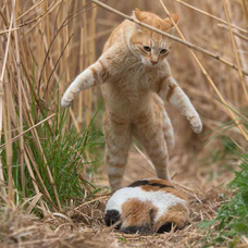 辰巳出版株式会社のプレスリリース画像2