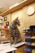 辰巳出版株式会社のプレスリリース画像5