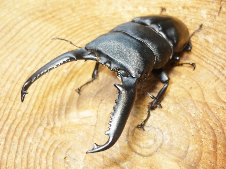 学ぶ 育つ エンタメ図鑑の決定版 おうちで世界の昆虫を触って遊ぼう 世界のカブトムシ クワガタ 最強決定図鑑 7月6日 月 辰巳出版より発売 辰巳出版株式会社のプレスリリース
