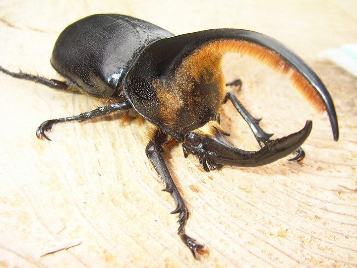 学ぶ 育つ エンタメ図鑑の決定版 おうちで世界の昆虫を触って遊ぼう 世界のカブトムシ クワガタ 最強決定図鑑 7月6日 月 辰巳出版より発売 辰巳出版株式会社のプレスリリース