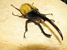 辰巳出版株式会社のプレスリリース画像2