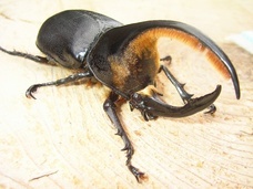 辰巳出版株式会社のプレスリリース画像3