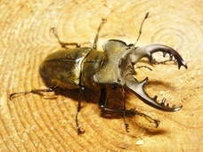 辰巳出版株式会社のプレスリリース画像5