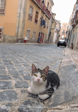 辰巳出版株式会社のプレスリリース画像10