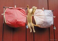 辰巳出版株式会社のプレスリリース画像3