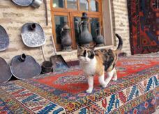 辰巳出版株式会社のプレスリリース画像9