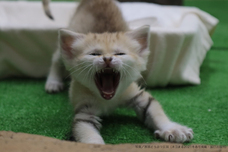 辰巳出版株式会社のプレスリリース画像5