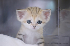 辰巳出版株式会社のプレスリリース画像4