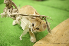 辰巳出版株式会社のプレスリリース画像8