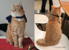 辰巳出版株式会社のプレスリリース画像2