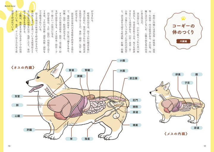 ありそうでなかった 専門誌編集部が贈る2犬種の 病気の本 柴犬版 コーギー版 家庭犬の医学 が5月19日に2冊同時発売 辰巳出版株式会社のプレスリリース