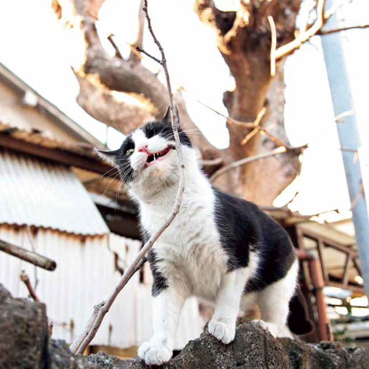 かまいたち山内健司さんもニンマリ マウント取ってくる猫たち が勢ぞろいの猫写真集 イキってるネコ 著 沖昌之 が8月2日に発売 辰巳出版株式会社のプレスリリース かまいたち山内健司さんもニンマリ マウント取ってくる猫たち が勢ぞろいの猫写真集 イキってるネコ 著 沖昌之 が8月2日に発売 辰巳出版株式会社のプレスリリース