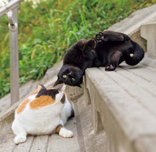 辰巳出版株式会社のプレスリリース画像6