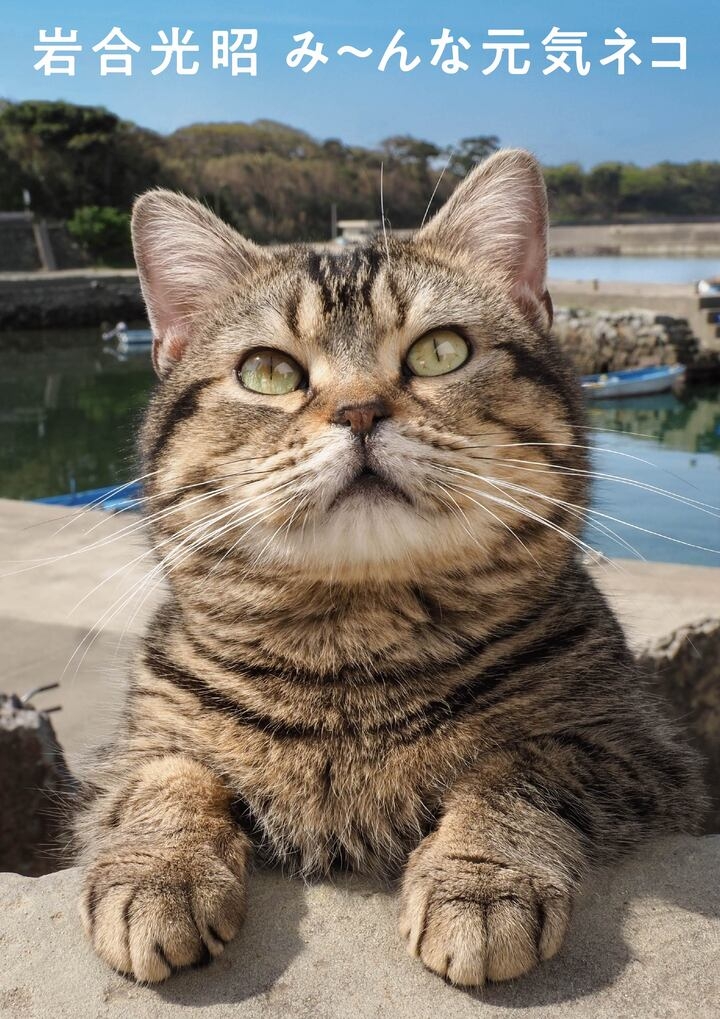 大判写真集 岩合光昭 み んな元気ネコ 発売のおしらせ 辰巳出版株式会社のプレスリリース 大判写真集 岩合光昭 み んな元気ネコ 発売のおしらせ 辰巳出版株式会社のプレスリリース