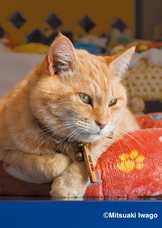 辰巳出版株式会社のプレスリリース画像2