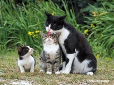 辰巳出版株式会社のプレスリリース画像4