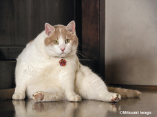 辰巳出版株式会社のプレスリリース画像3