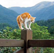 辰巳出版株式会社のプレスリリース画像2