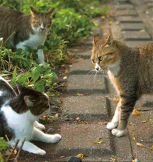 辰巳出版株式会社のプレスリリース画像4