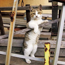 辰巳出版株式会社のプレスリリース画像5