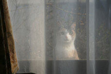 辰巳出版株式会社のプレスリリース画像4