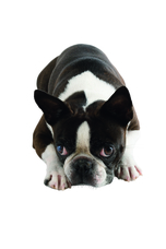 辰巳出版株式会社のプレスリリース画像9