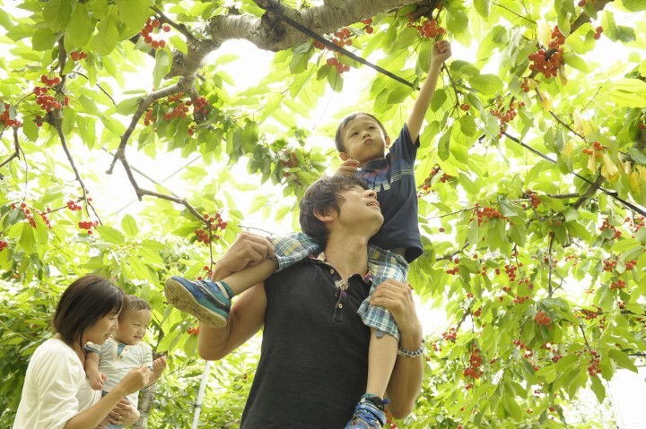 有限会社大橋さくらんぼ園のプレスリリース画像6