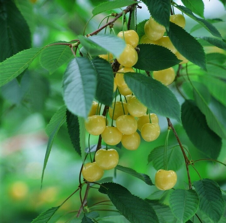 有限会社大橋さくらんぼ園のプレスリリース画像5
