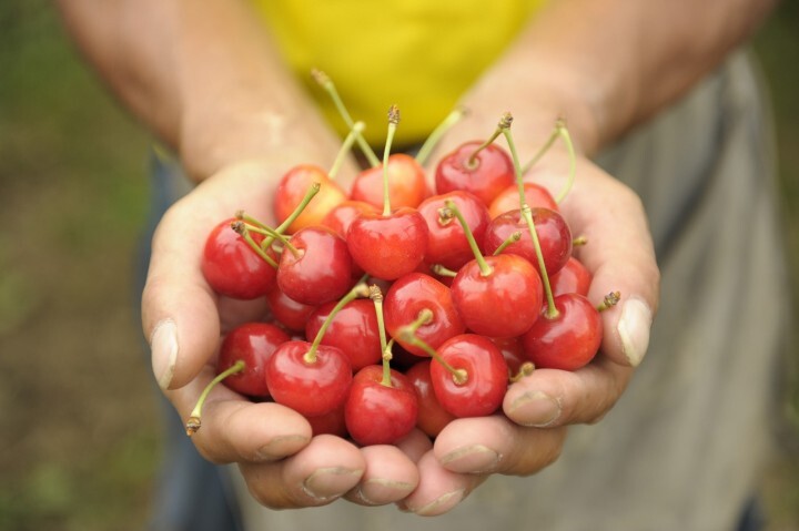 有限会社大橋さくらんぼ園のプレスリリース画像9