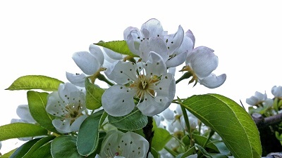 KIWAMI百貨店のプレスリリース画像3