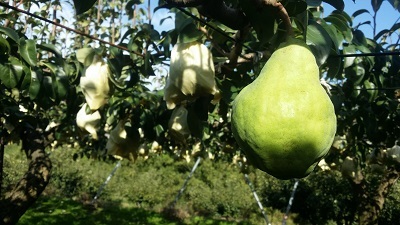 KIWAMI百貨店のプレスリリース画像4