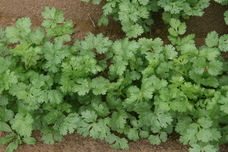 株式会社旅と平和のプレスリリース画像1